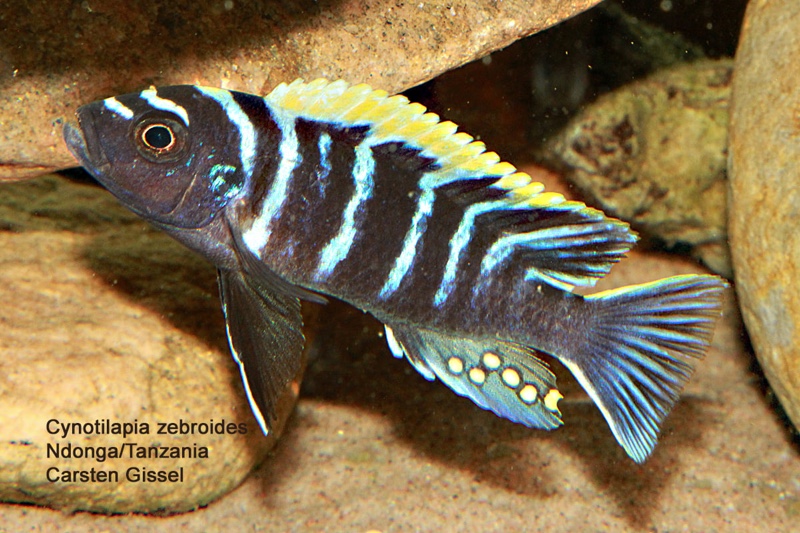 Cynotilapia zebroides 'Ndonga (South)'